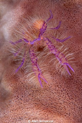 Hairy squat lobster on a barrel sponge. by Adam Skrzypczyk 